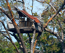 Name such tree-top houses in Assam